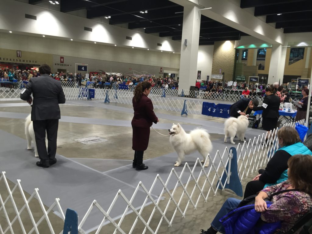 Dog Show Rings Layout Land O'Lakes Kennel Club